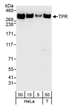 Rabbit anti-TPR Antibody