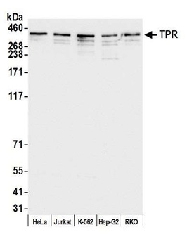 Rabbit anti-TPR Antibody