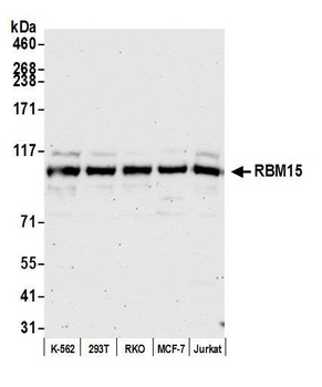 RBM15 Antibody