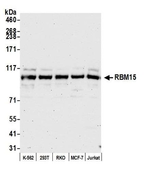 Rabbit anti-RBM15 Antibody