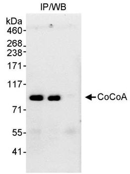 CoCoA Antibody
