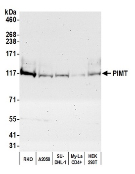 PIMT Antibody