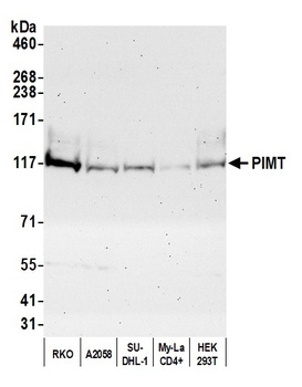 Rabbit anti-PIMT Antibody
