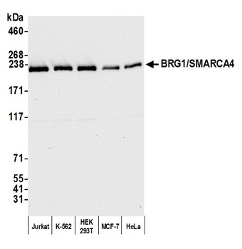 BRG1/SMARCA4 Antibody