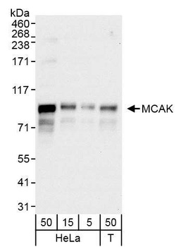 MCAK Antibody