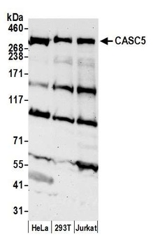 CASC5 Antibody