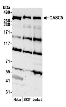 Rabbit anti-CASC5 Antibody
