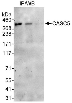 Rabbit anti-CASC5 Antibody