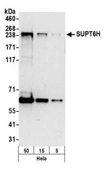 SUPT6H Antibody