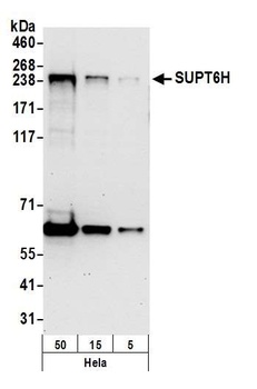 Rabbit anti-SUPT6H Antibody