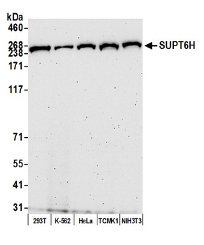 Rabbit anti-SUPT6H Antibody