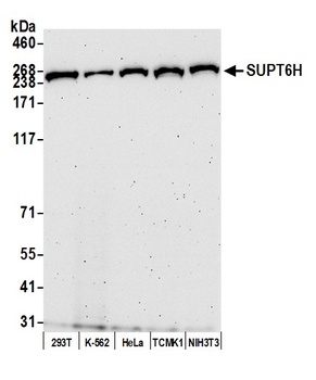 SUPT6H Antibody
