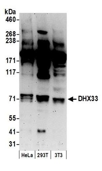 DHX33 Antibody