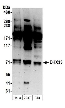 Rabbit anti-DHX33 Antibody