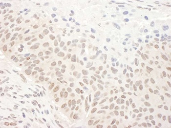 Rabbit anti-DHX33 Antibody