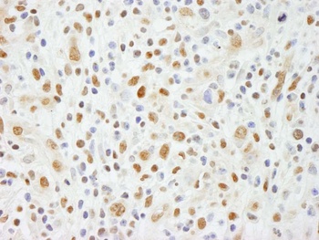 Rabbit anti-NIF1 Antibody