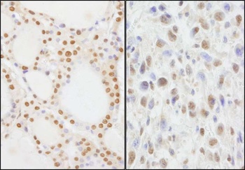 Rabbit anti-NIF1 Antibody