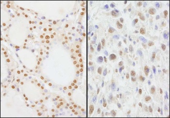 NIF1 Antibody