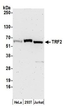 TRF2 Antibody