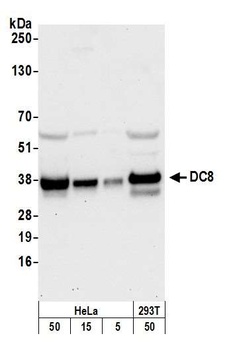 DC8 Antibody
