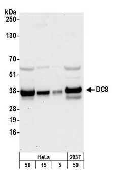 Rabbit anti-DC8 Antibody
