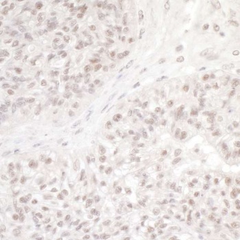 DC8 Antibody