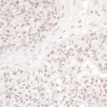 Rabbit anti-DC8 Antibody
