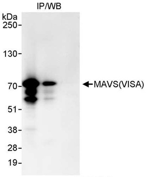 Rabbit anti-MAVS/VISA Antibody
