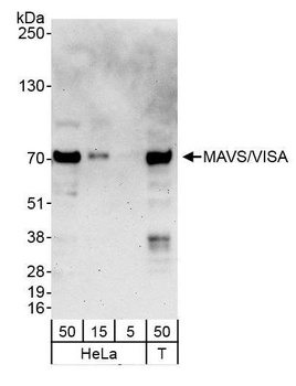 Rabbit anti-MAVS/VISA Antibody