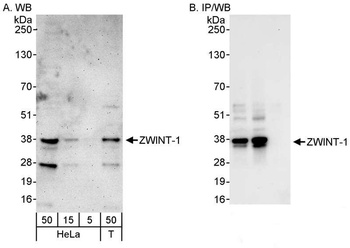 Rabbit anti-ZWINT-1 Antibody