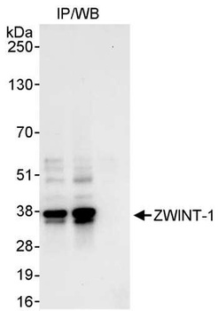 Rabbit anti-ZWINT-1 Antibody