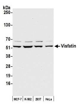 Visfatin Antibody