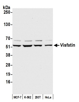 Rabbit anti-Visfatin Antibody