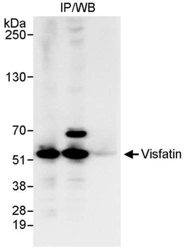 Rabbit anti-Visfatin Antibody
