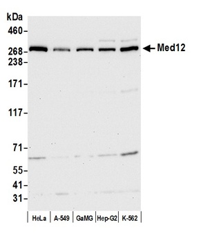 Rabbit anti-MED12 Antibody