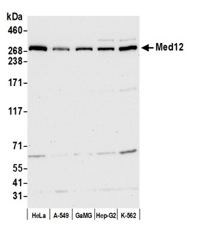 MED12 Antibody