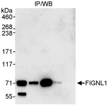 Rabbit anti-FIGNL1 Antibody