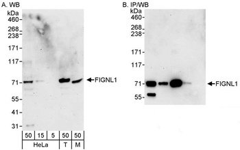 Rabbit anti-FIGNL1 Antibody