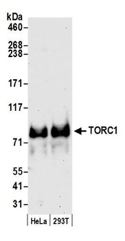 TORC1 Antibody