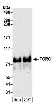 Rabbit anti-TORC1 Antibody