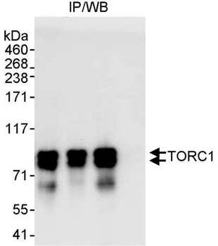Rabbit anti-TORC1 Antibody