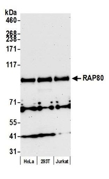 Rabbit anti-RAP80 Antibody