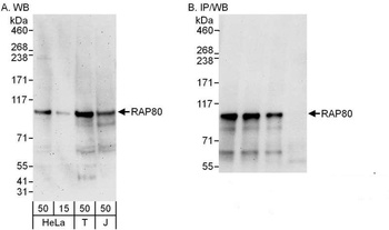 Rabbit anti-RAP80 Antibody