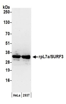 rpL7a/SURF3 Antibody