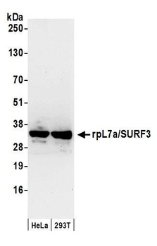 Rabbit anti-rpL7a/SURF3 Antibody