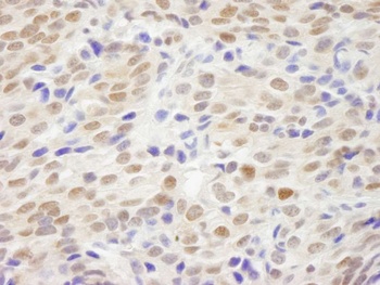 Rabbit anti-XLF Antibody