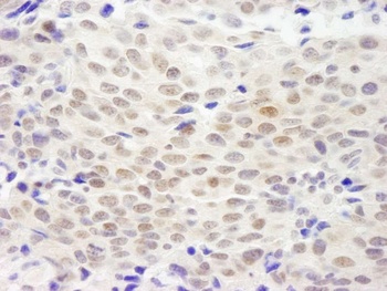 Rabbit anti-XLF Antibody
