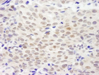 XLF Antibody