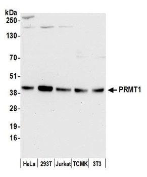 PRMT1 Antibody