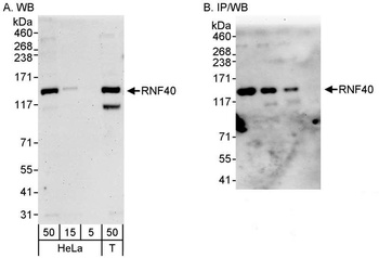 RNF40 Antibody